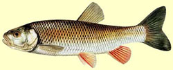 Le chevaine